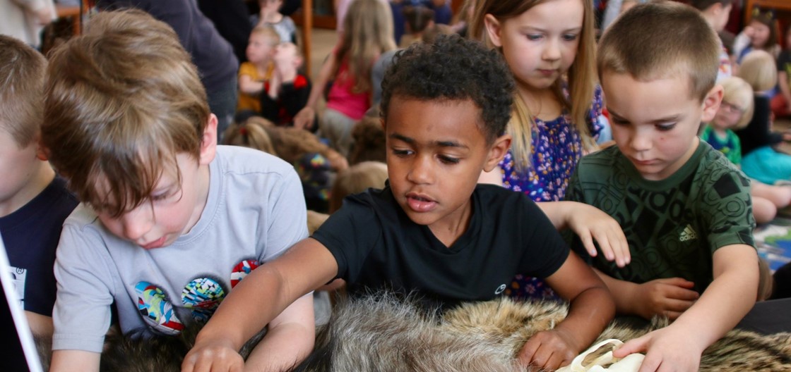 Students touching a wolf pelt and skull during a visit from the Ohio Canid Center